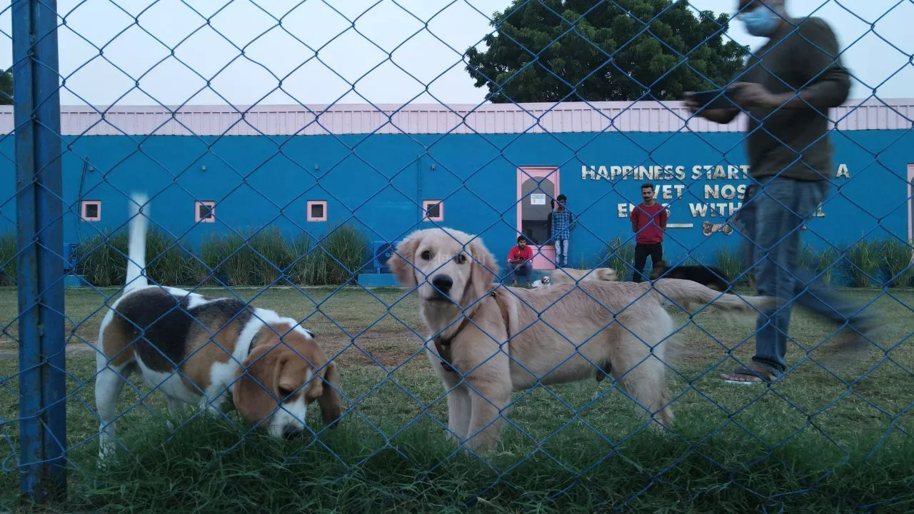 Pupparazzi Club