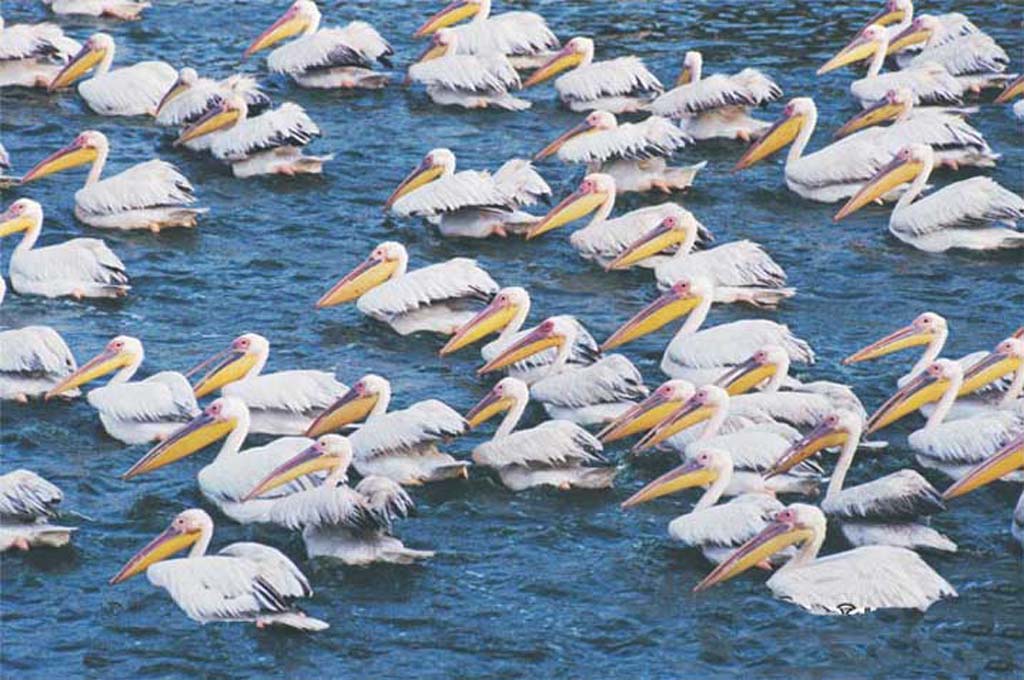 Thol Bird Sanctuary