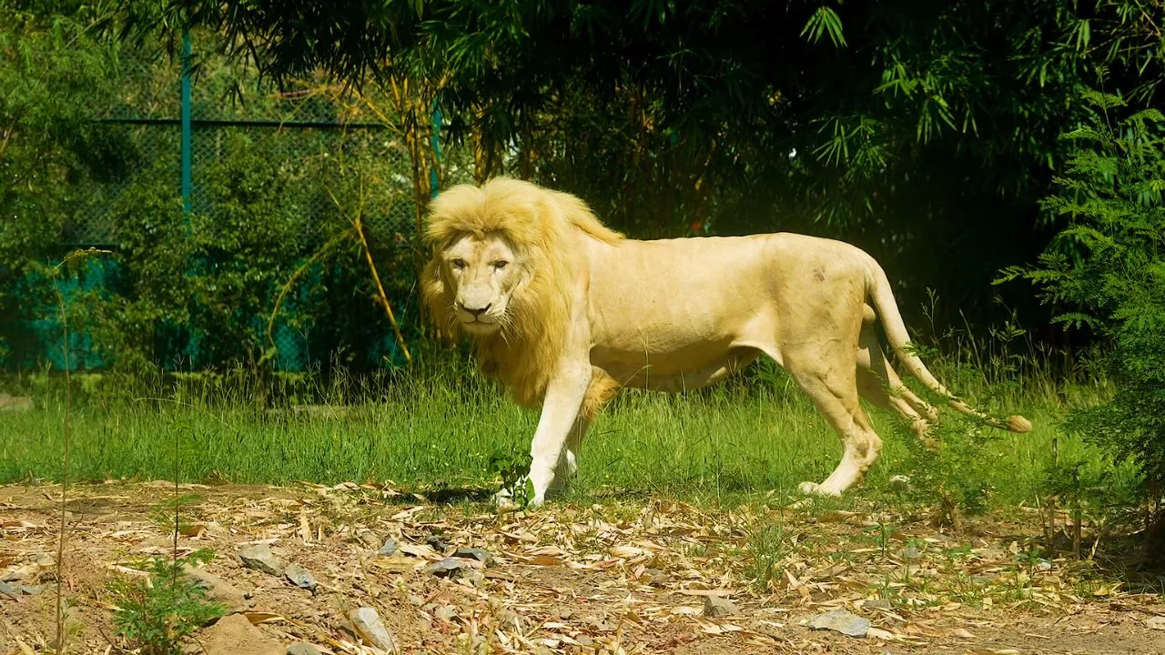 Jungle Safari, SOU